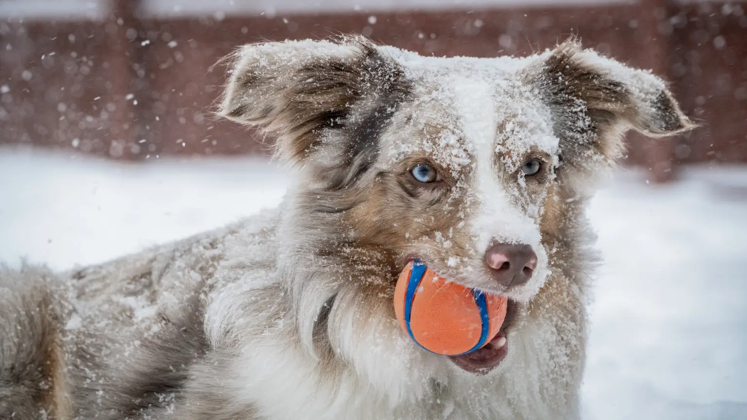Winter Is Here! Can Your Dog Get the Flu?