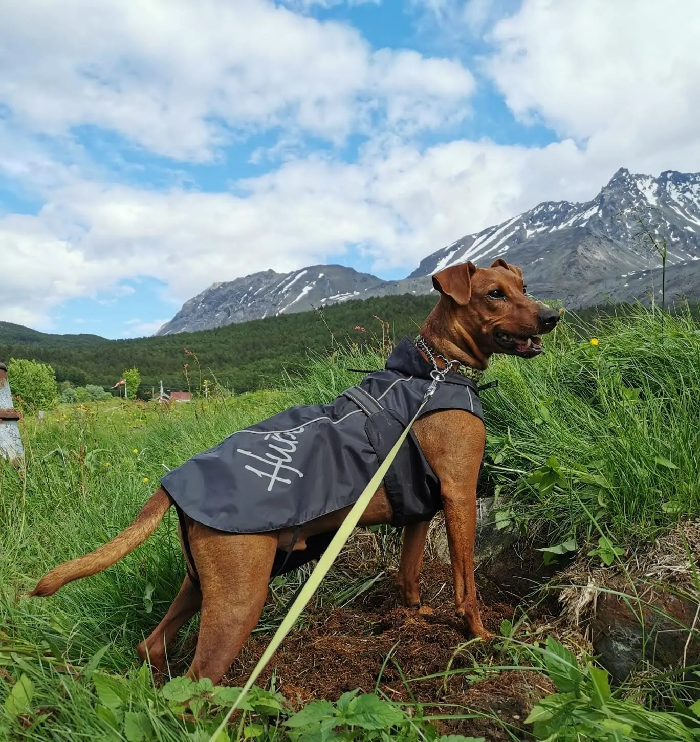 Canion and the Agile Dog Harness: How It All Started