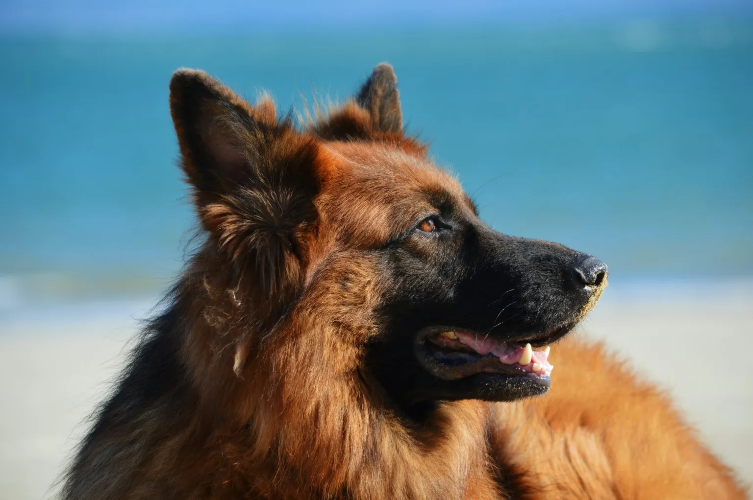 Big Dogs, Big Hearts: Why Some of the Largest Dog Breeds Are Perfect for Families