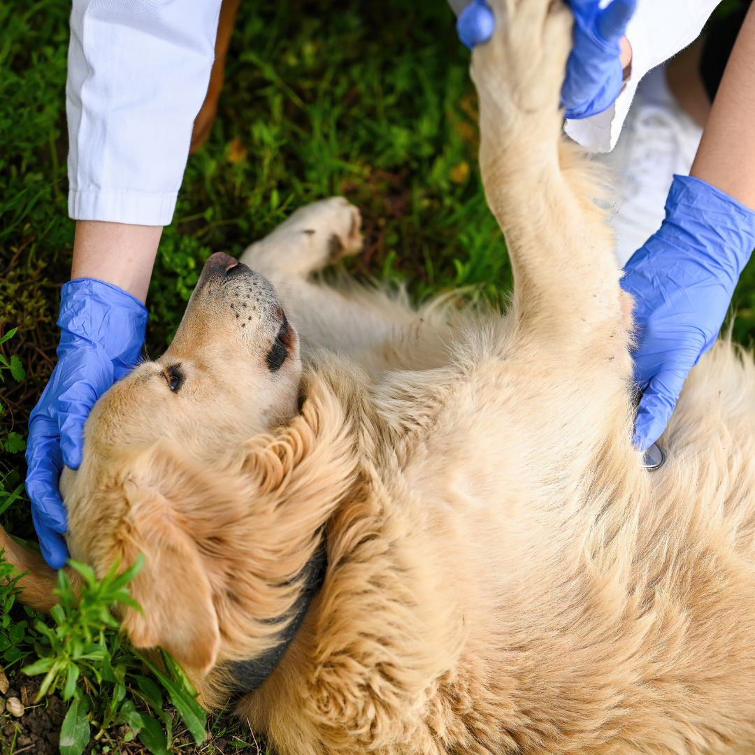 How to perform first aid on your dog
