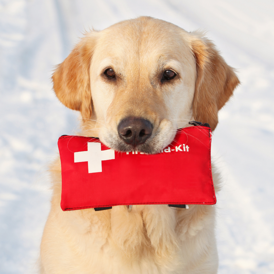How to pack a first aid kit for you and your dog